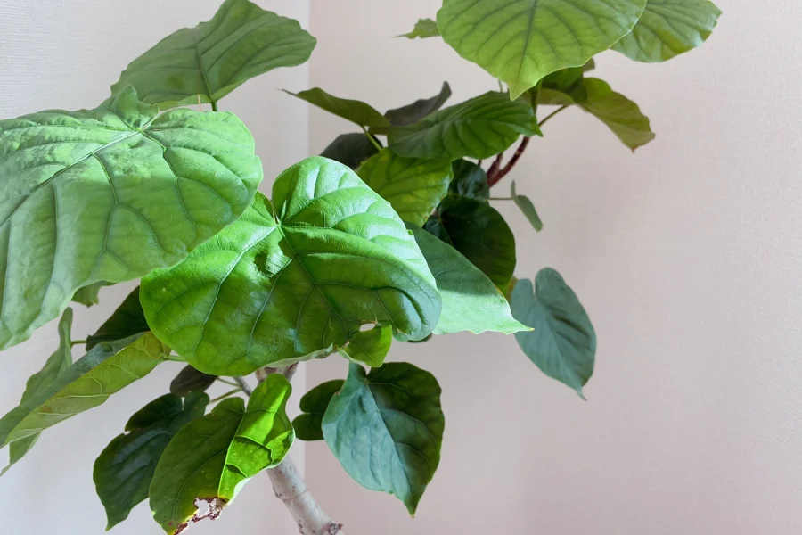 事務所に飾っている観葉植物